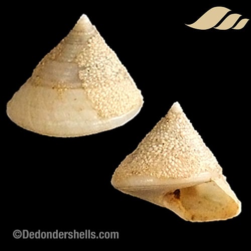 Calliostoma zizyphinum lyonsi 4