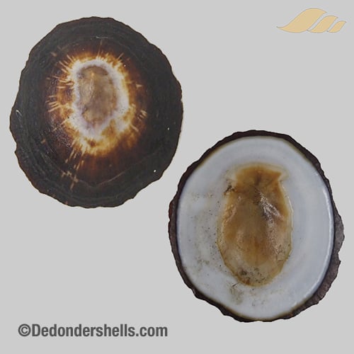 Patelloida striata 3