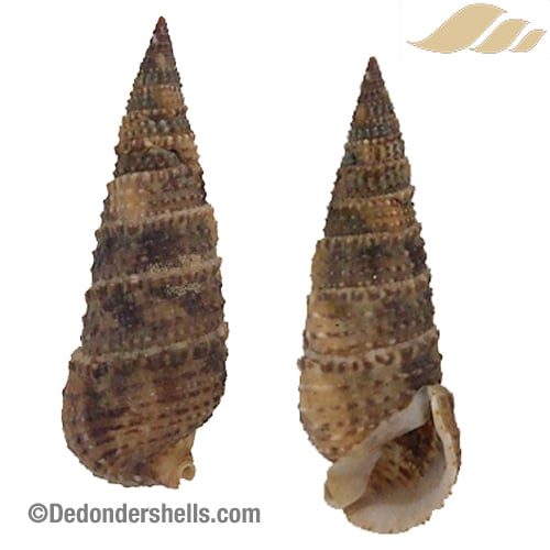 Rhinoclavis sinensis 8