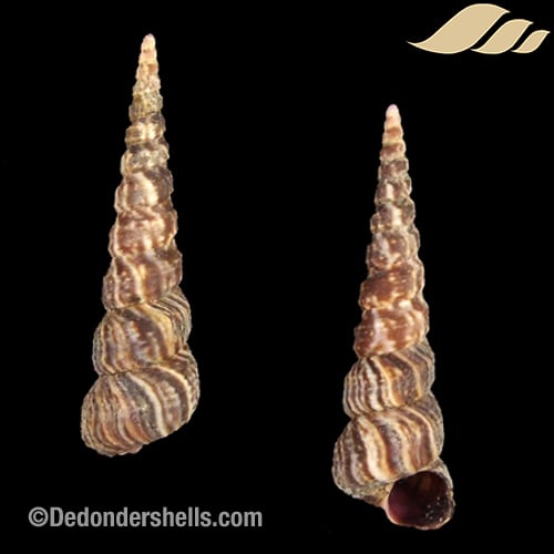 Turritella bicingulata 2