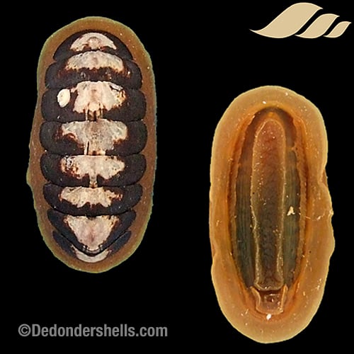 Tonicia atrata 6