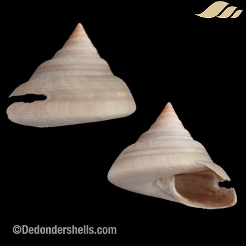 Perotrochus hirasei 1