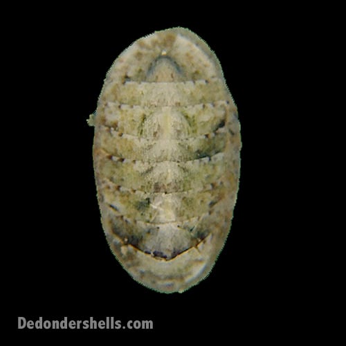 Ischnochiton cessaci 10