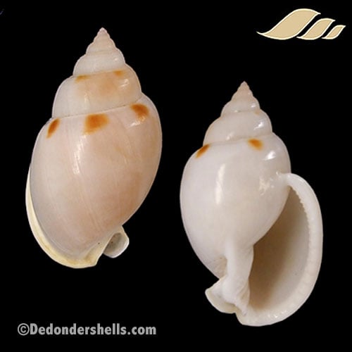 Semicassis glabrata 5