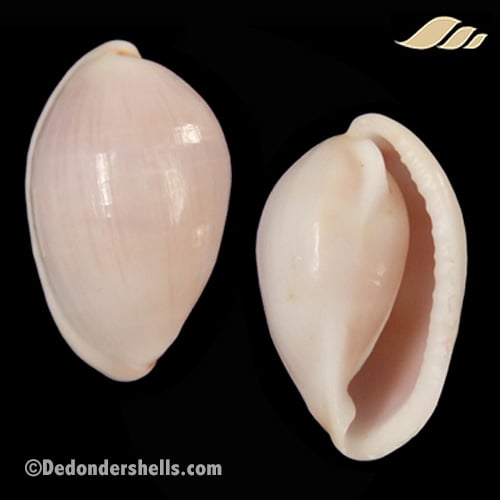 Prionovolva pudica wilsoniana 9