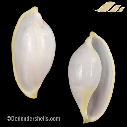 Contrasimnia xanthochila 1