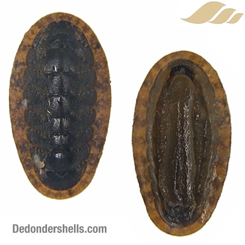 Ischnochiton cessaci 24