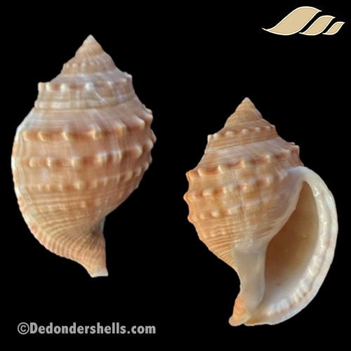 Galeodea echinophora subnodulosa 2