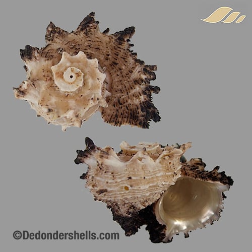 Angaria delphinus 16