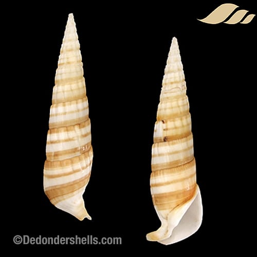 Rhinoclavis fasciata bandatum 4