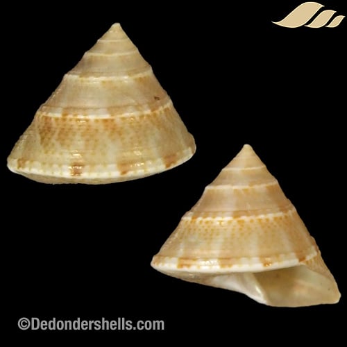 Calliostoma formosense 3
