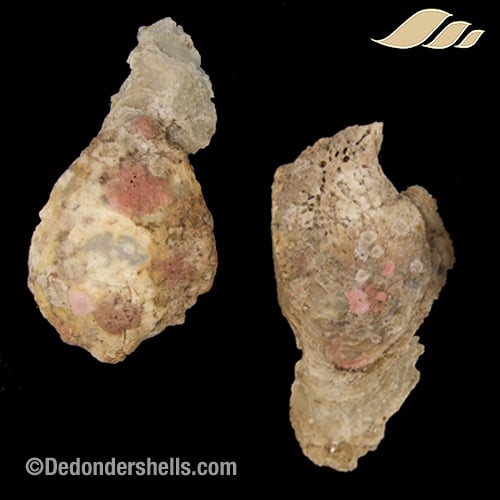 Isognomon dunkeri 10