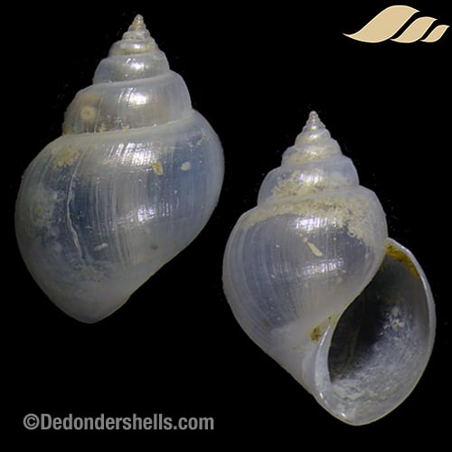 Microstelma japonica 1