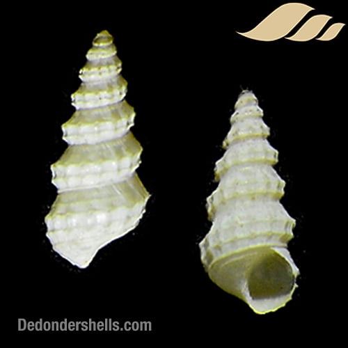 Cerithidium diplax 1