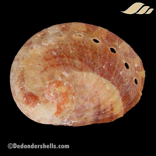 Haliotis patamakanthini 1