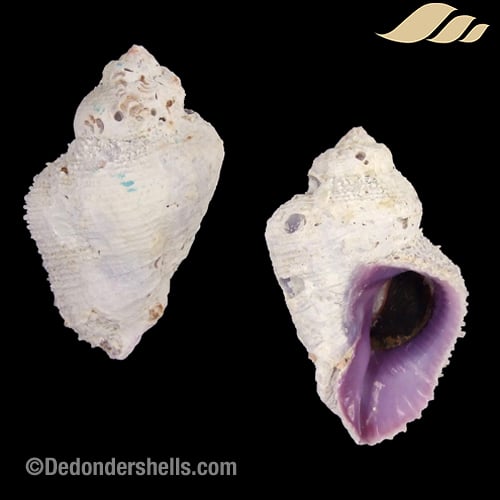 Coralliophila radula 2