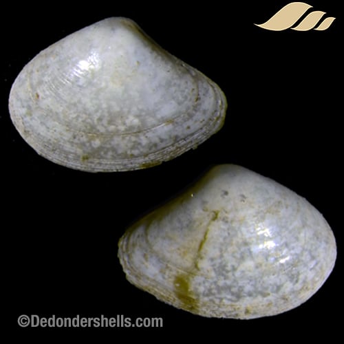 Pseudoneara species 1