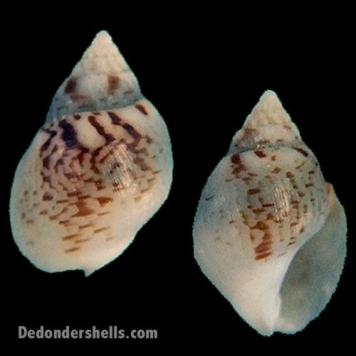 Nassarius pfeifferi 1