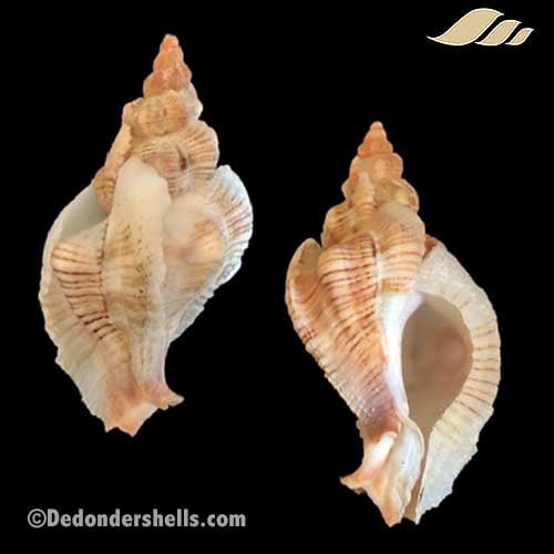 Pteropurpura festiva 1