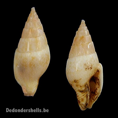 Mitrella vosvictori 2