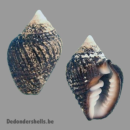 Zierliana ziervogelii 3