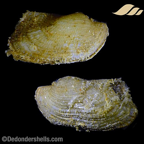Asperarca nodulosa 3