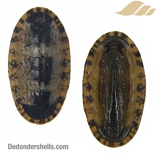 Ischnochiton cessaci 2