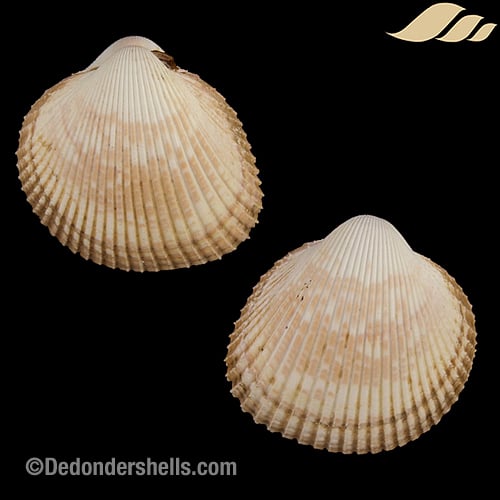 Dallocardia delicatula 1