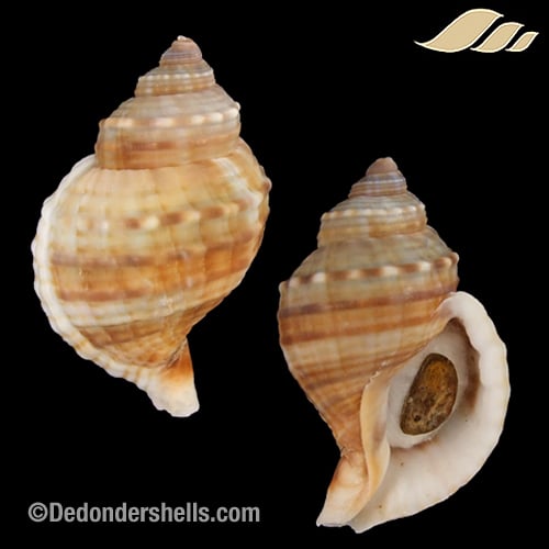 Linatella caudata 2