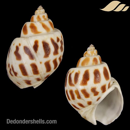 Babylonia areolata 7