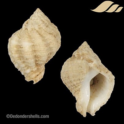 Coralliophila abberans 1