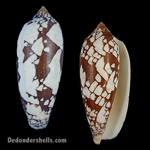 Conus aulicus propenudus 1 - De Donder Shells