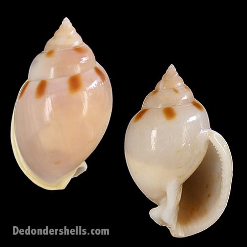 Semicassis glabrata 3