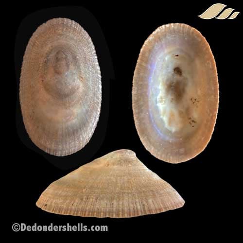 Cymbula compressa 16