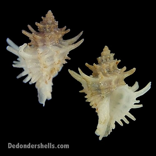 Babelomurex centimanus 1