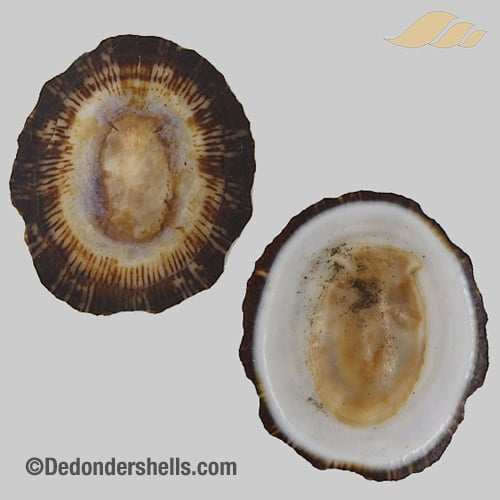 Patelloida striata 10