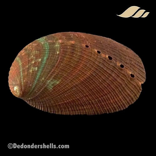 Haliotis diversicolor 7