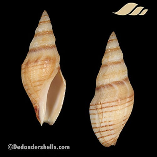 Megasurcula carpenteriana 1