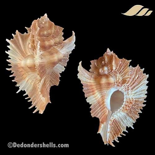 Chicoreus miyokoae 1