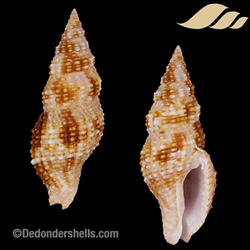 Prodotia billeheusti 1