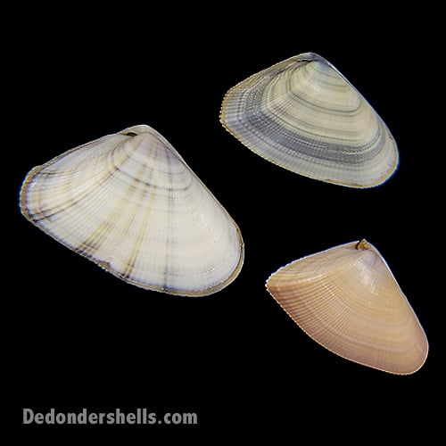 Donax denticulatus 6