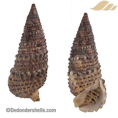 Rhinoclavis sinensis 1