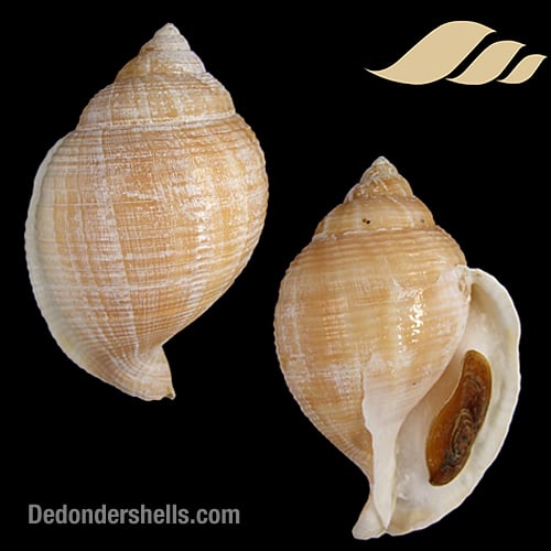 Galeodea echinophora adriatica 6