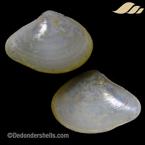 Pseudoneara species 2