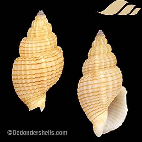 Antillophos dedonderi 2