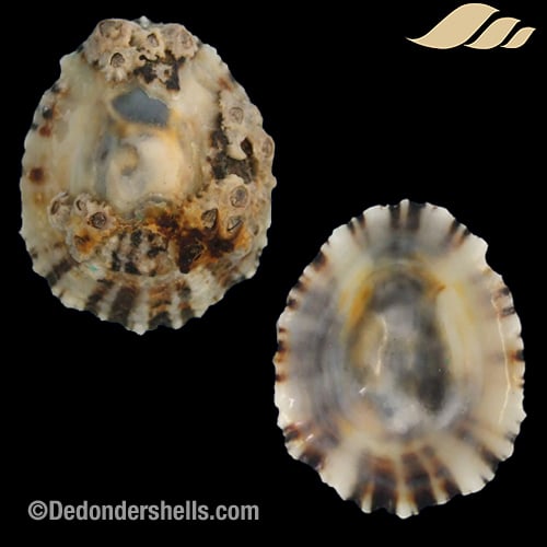 Patella intermedia 12