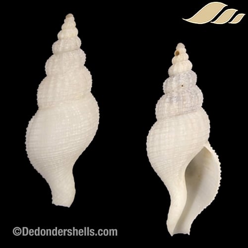 Phaenomenella angusta 1