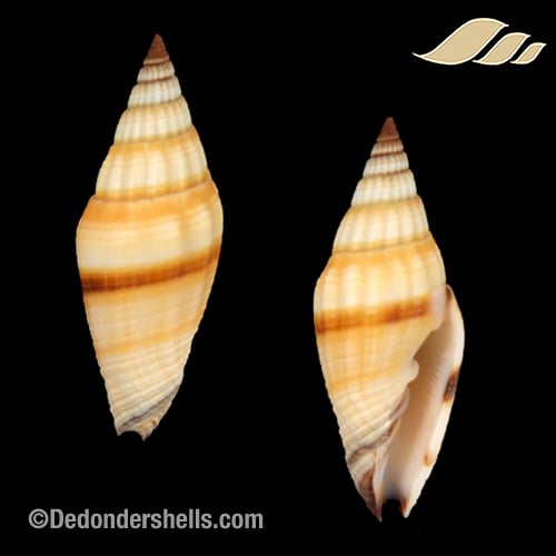 Vexillum vulpeculum 5