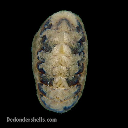 Ischnochiton cessaci 4