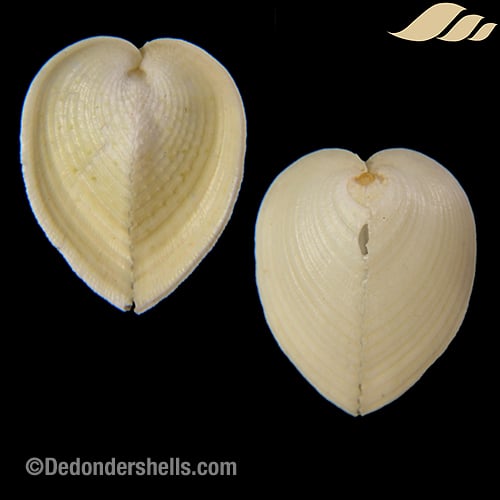 Corculum cardissa 5